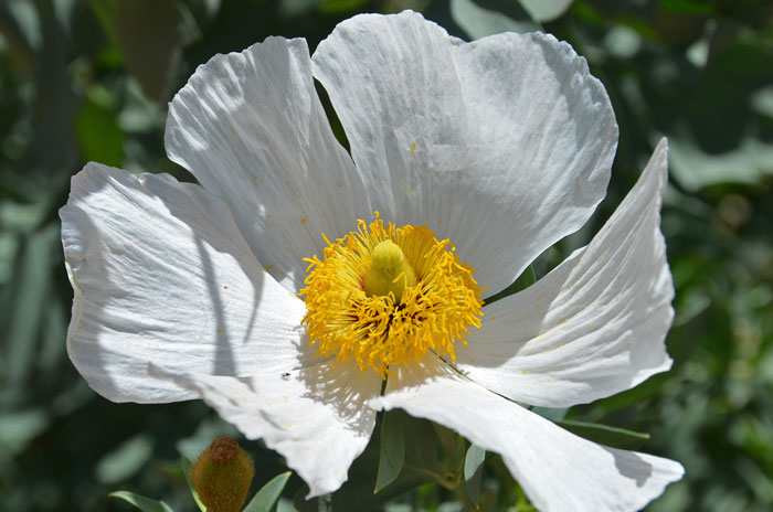 Coulter's Matilija Poppy, Romneya coulteri 